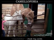 Camellofobia