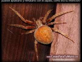 La araña (pulsa para ver)