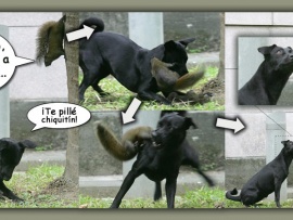 Perro vs ardilla (pulsa para ver)