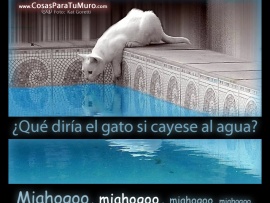 Qué diría el gato en el agua (pulsa para ver)