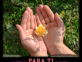 Una rosa para ti (pulsa para ver)