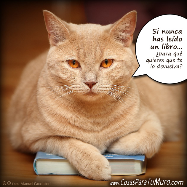 El gato tiene el libro