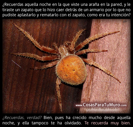 La araña