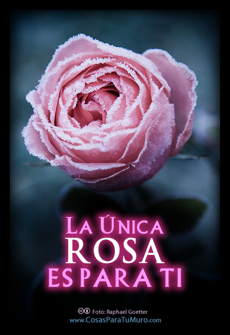 La única rosa, para ti