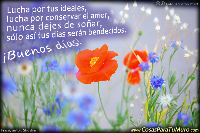 Lucha por tus ideales