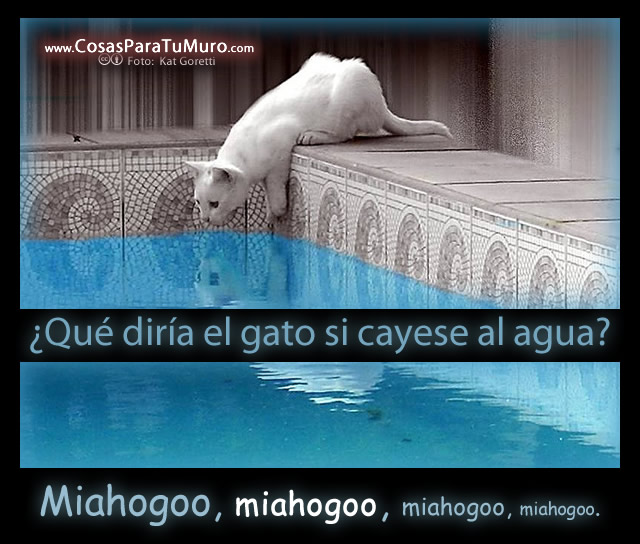 Qué diría el gato en el agua