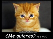 Me quieres?