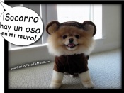 Socorro, un oso