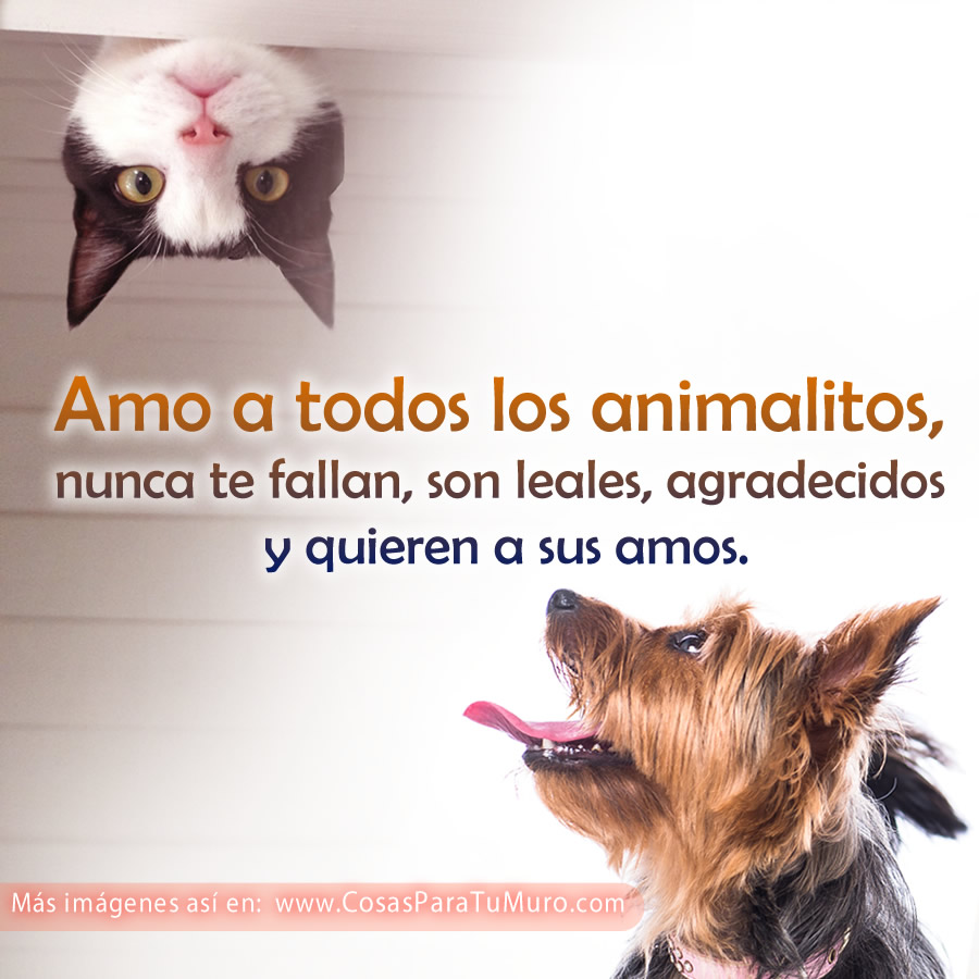 Amo a todos los animalitos