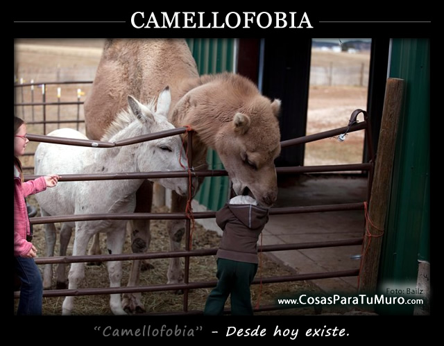 Camellofobia
