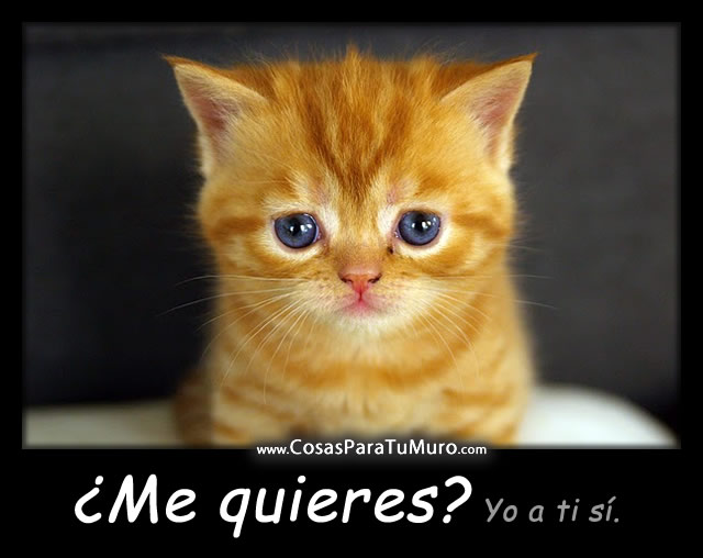 Me quieres?