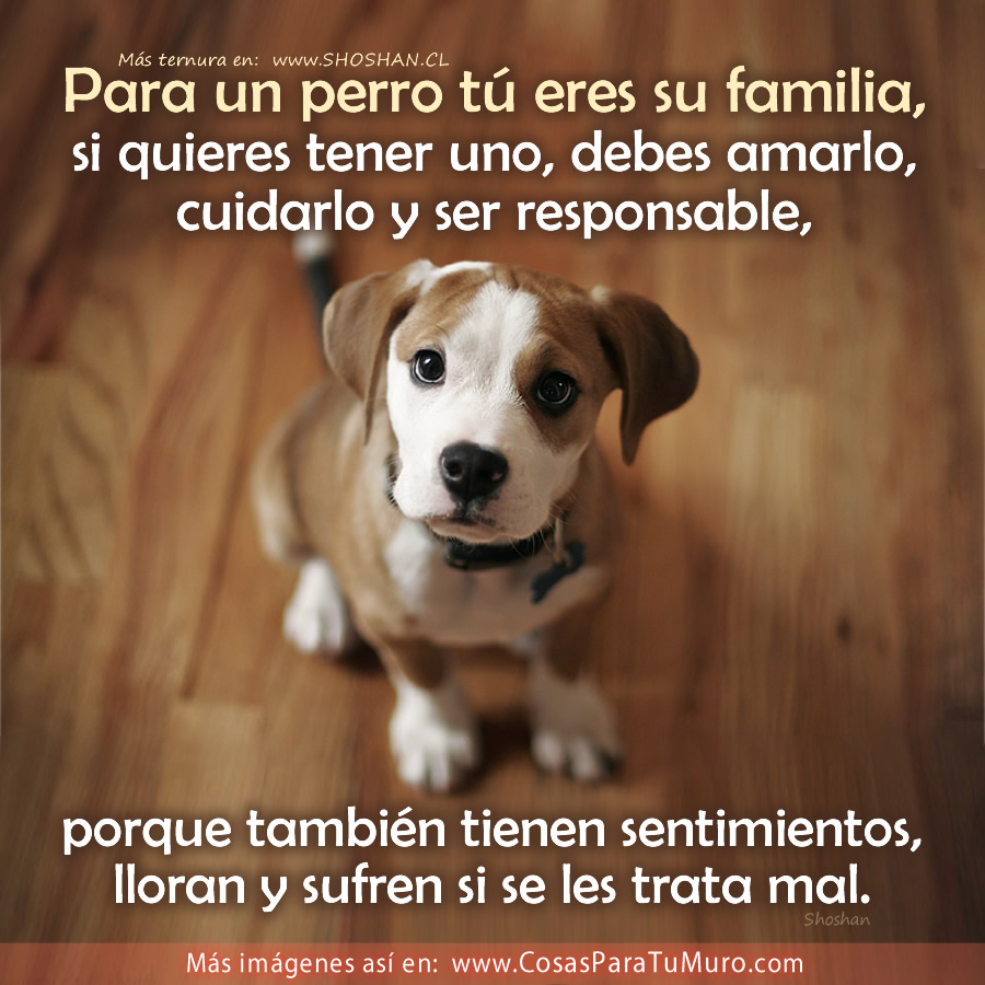 Para un perro tú lo eres todo