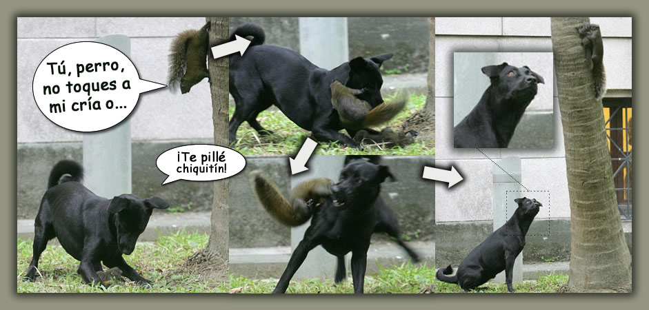 Perro vs ardilla