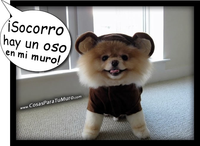 Socorro, un oso